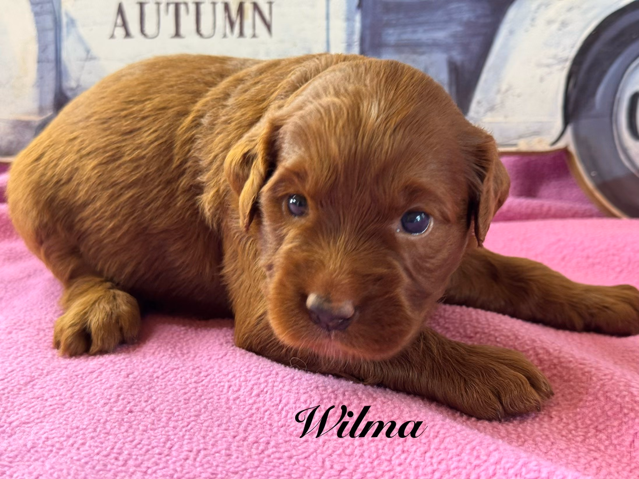 A cute Mini Golden Retriever puppy. Her name is Wilma.
