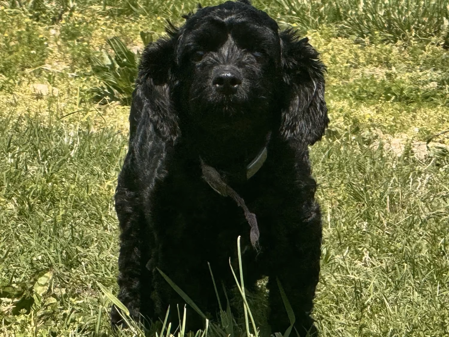 Winnie, a Cavapoo