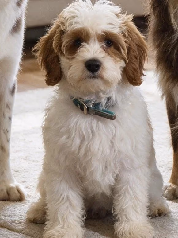 Winona, a Cavapoo
