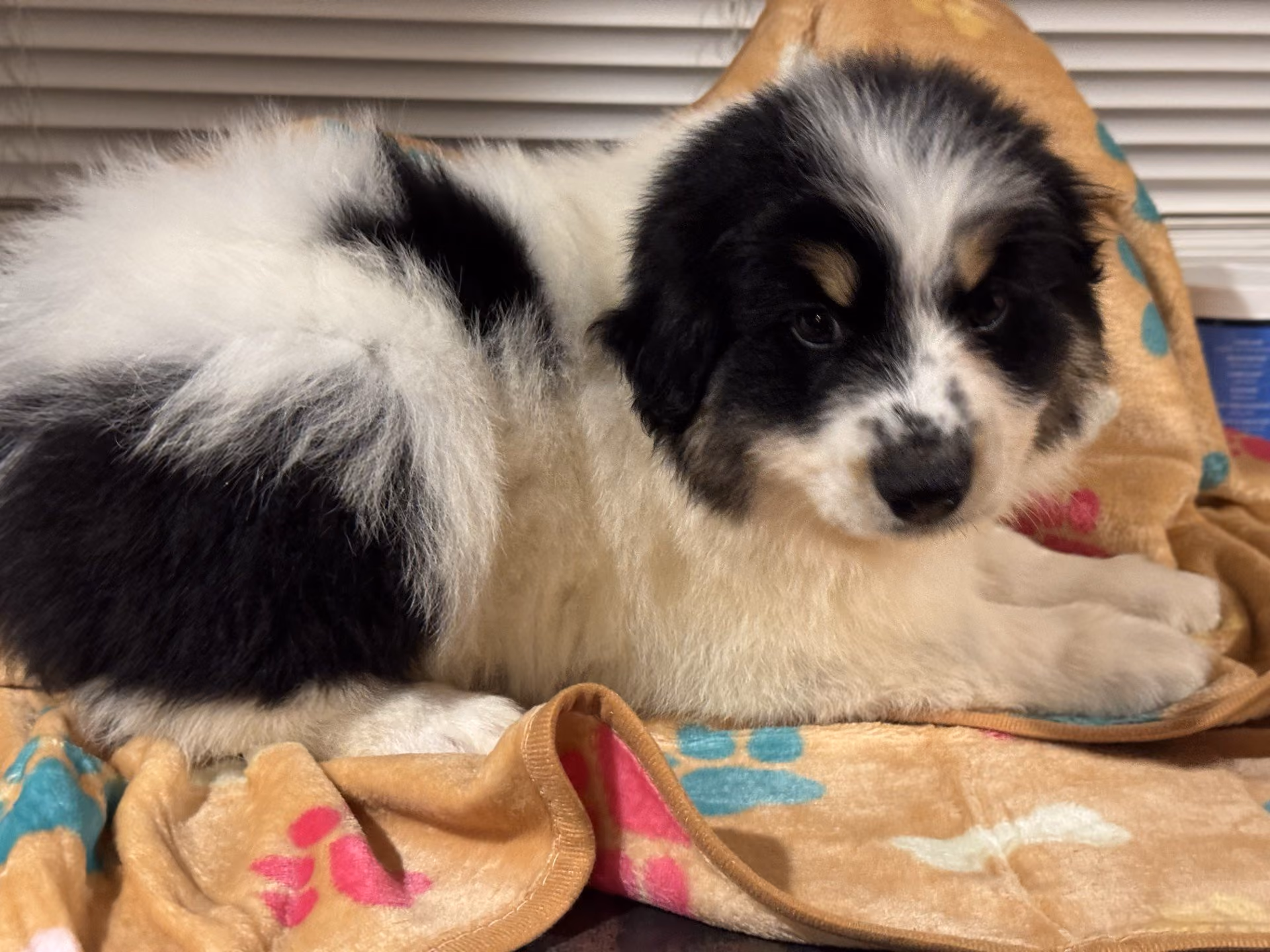 A cute Mini Australian Shepherd puppy. His name is Woody.