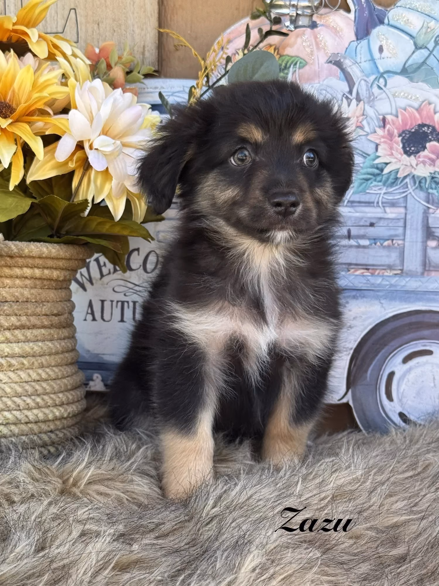 A cute Mini Australian Shepherd puppy. His name is Zazu.